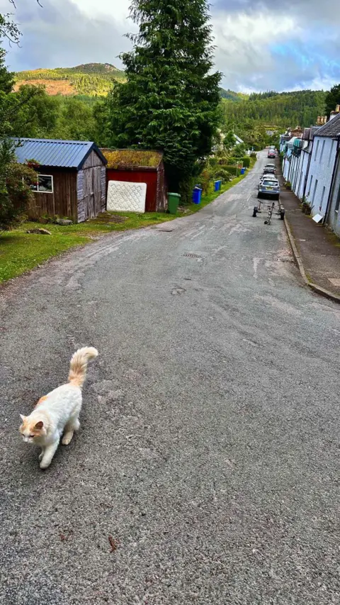 Dwight McAnear Cat in Plockton