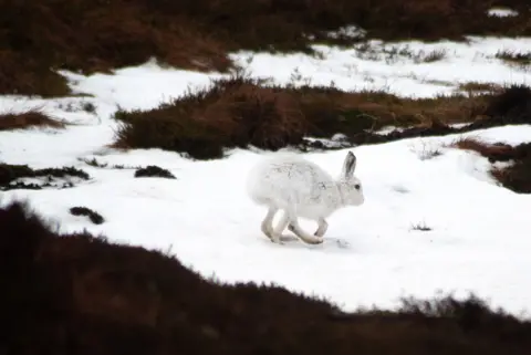 Caitlyn McDonald A mountain hare with thick white winter fur standing on snow-covered ground, surrounded by patches of dark brown heather and grass. The hare is positioned in profile, facing to the right, with its ears upright and body slightly crouched. The background shows a mix of snow and exposed vegetation, indicating a cold, rugged landscape.