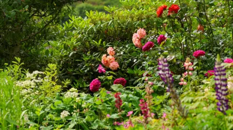 Jude A garden view of rose bushes with red, purple and peach-coloured blooms against a background of different types of foliage, including rhododendron, and with some purple and white lupins in the foreground to the right.
