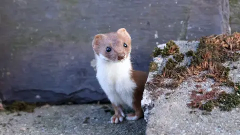 weasel