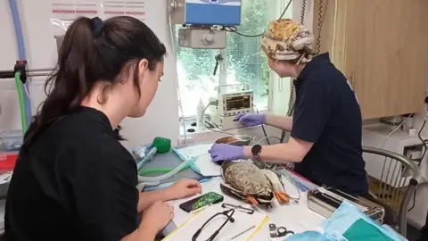 A duck lies on its back on an operating table. Two women stand either side of the table. One of the women to the right is holding the duck's head in a gloved hand. 