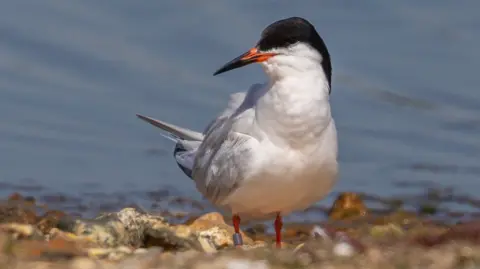 Steve Laycock A roseate tern, a white seabird with a navy head, orange beak and feet, standing on pebbles with sea water in the background.