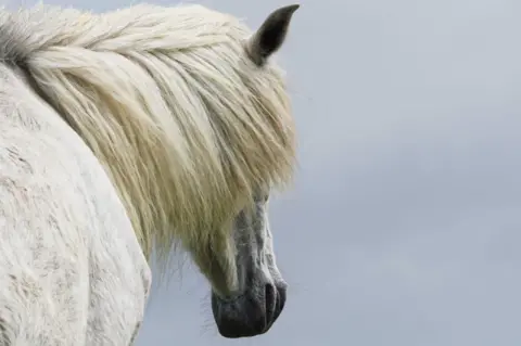 Sarah Sivers Eriskay pony