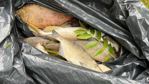 BBC An open plastic bin bag with several dead fish, mostly silver or grey in colour.