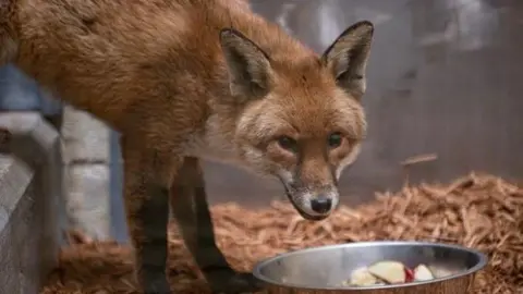A red fox hovers near a bowl of food in a promotional image distributed by the Wildlife Conservation Society.