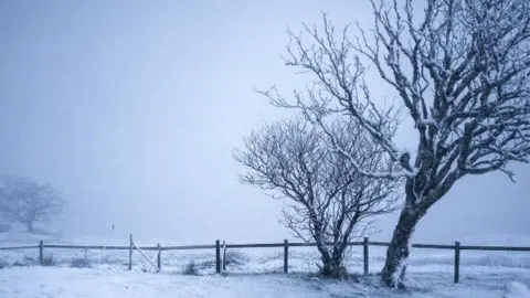 Archie MacPhie/BBC Weather Watchers A snowy field with a fence partitioning it. Two spindly trees are also covered in snow and the sky is grey and blurs into the snow