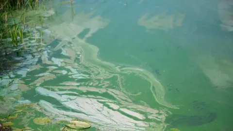 PA Media blue green algae on the surface water of lough neagh