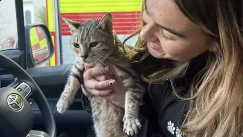 SSPCA A grey cat with green eyes is held by a female animal charity welfare officer inside a car 