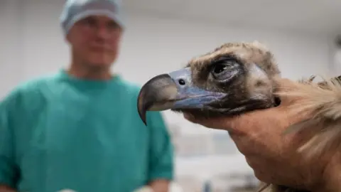 Bernard the vulture being held by the neck with a hand on his throat and feathers over the arms. He has a sharp hooked dark beak with a purple band and short tufted feathers on his head. There's a vet in the background wearing surgical clothing. 