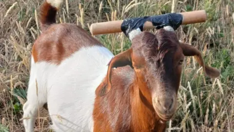 Bournemouth Goats Brown and white kid goat, King with wooden dowel taped between his horns