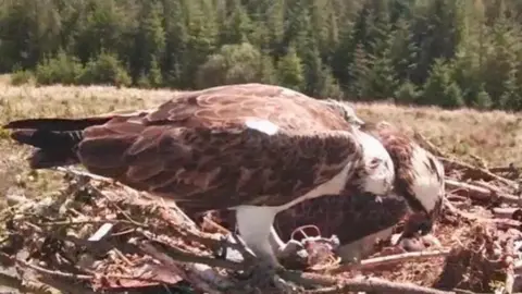 Visit Kielder The osprey pair in the same nest standing next to each other in the nest. Both have their heads bowed and the one further away is feeding the chick.