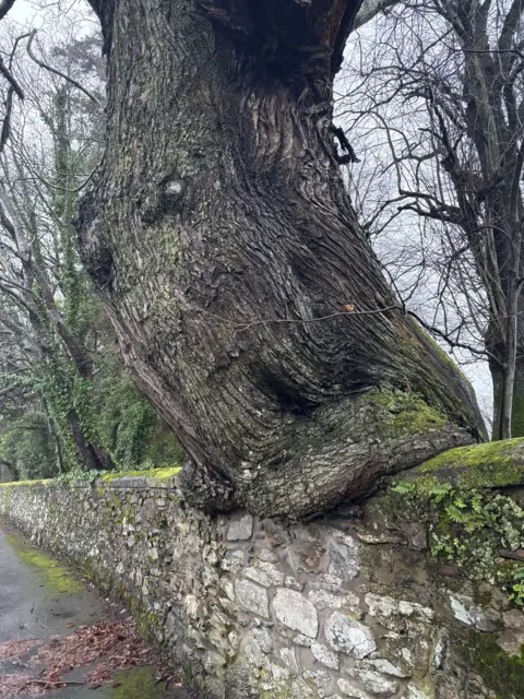 Alan Sloss Large thick old tree, growing onto a small moss covered wall with more trees in the background