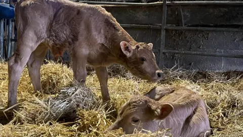 Brook Meadow Campsite Image shows two light brown calves in the pen, surrounded by hay. The new-born calf is standing on the left and is smelling its twin which is slightly bigger and laying down in the hay below. 