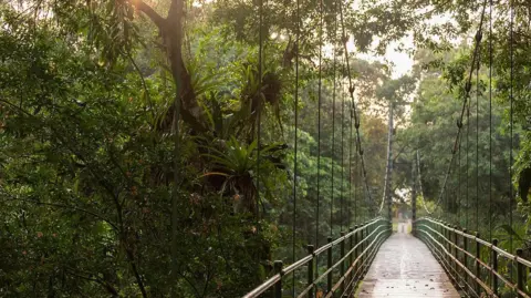 A suspended walkway through the rainforest canopy. The trees are lush and green and very tall.