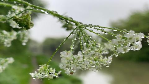Rain drops accumulate along a drooping head of cow parsley 