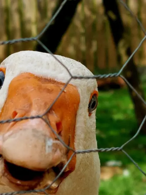 Julie Kornhammer Close up of a goose peering through a fence