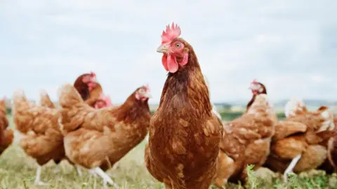 Brown chickens roaming in a field, The one at the front has a red crest at its head.