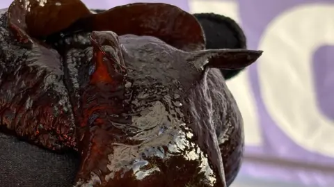 Elin Meek The face of a sea hare, a species of sea slug. It's slimy and dark brown. 