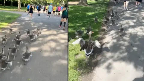 A group of runners moves along while a flock of geese runs closely behind and alongside them with more geese clustered along the edge of the grass