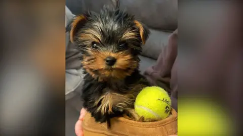 A Yorkshire terrier puppy which has brown and tan shaggy hair. It is sitting inside a brown slipper with a yellow tennis ball beside it.