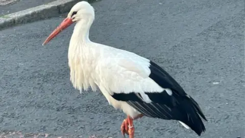 A black and white stork with orange bill and legs