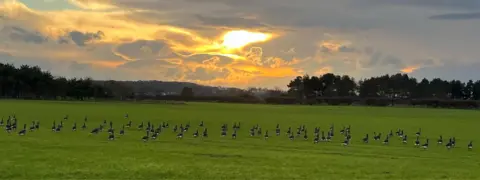 Simon Kinnie A wide green field filled with scattered geese sits beneath a dramatic sunset, with orange and gold light shining through layered clouds above a distant tree line.