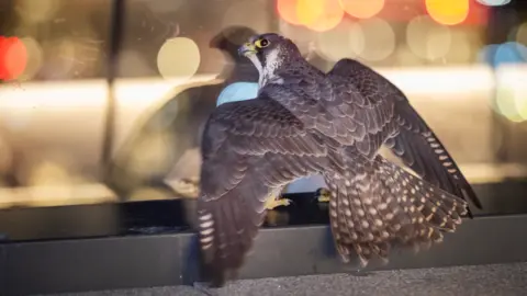 A peregrine falcon on the ledge of a glass balcony on a roof garden of a skyscraper. The brown-feathered female bird has her wings spread out.