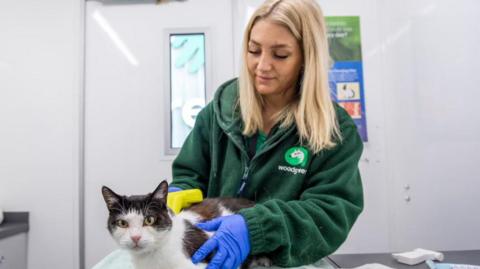 A black and white cat being checked for a microchip