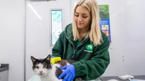 Woodgreen A black and white cat being checked for a microchip