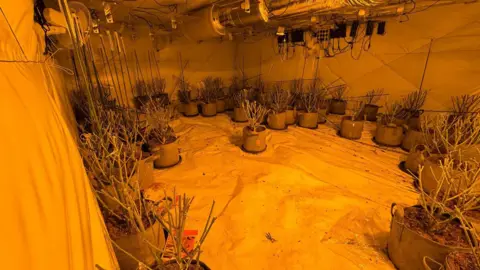 West Mercia Police Cropped cannabis plants inside an industrial unit 