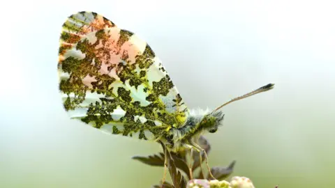 Andrew Cooper A light green and white patterned butterfly sitting on a green flower in front of a green background