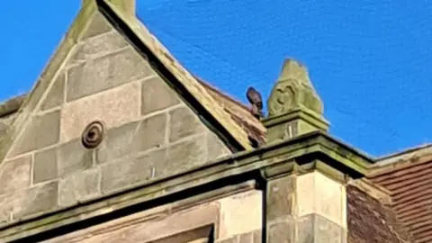 Sue Lake Sparrowhawk perched on the roof of the HSBC Bank