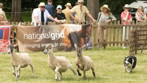 Gorman Photography A dog chasing animals on a grass field with people watching.