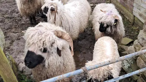 Pennines Animal Sanctuary Five sheep with long, curly white hair in a muddy pen behind a fence.