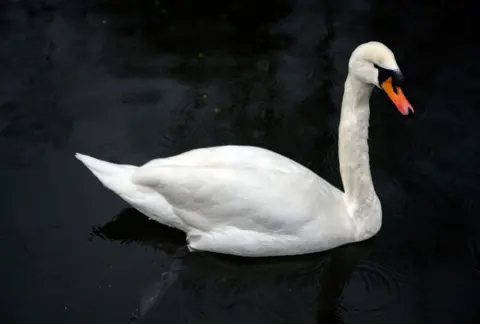 A swan on the Grand Union Canal in London