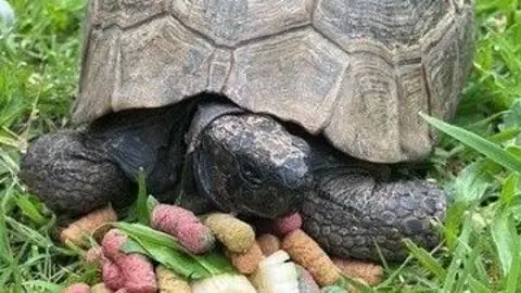 A close up picture of the tortoise on a lawn, eating vegetables