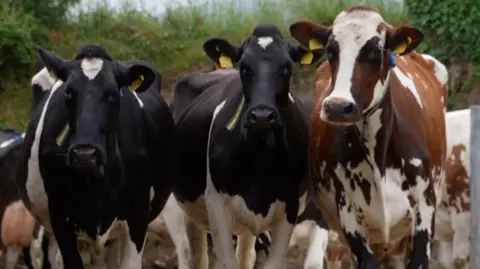 A group of three cows are looking at the camera, two are black and white, one is brown and white. They have yellow tags in their ears and there are other cows behind them and a green hedge