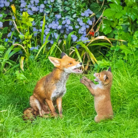 Andrew Fusek Peters An older fox sits as a young pup on its hind legs puts its paws up towards it