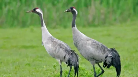 PA Media A crane pair walk through a grassy nature reserve. The birds are largely grey with some black feathers toward their tails. They have red, black and white feathers around their heads.