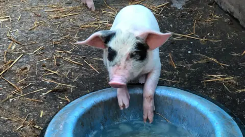Pigling with black markings on its face has two trotters on a blue water bowl