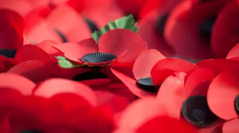 A number of red poppies are seen bunched together