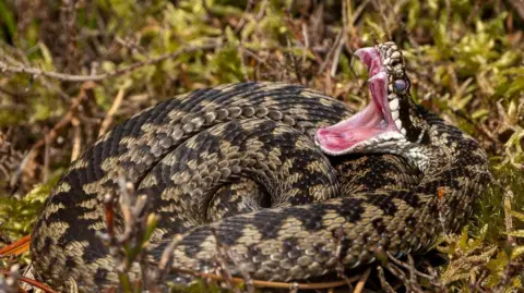 The Bearded Geordie An adder stretches its jaws wide. The snake, which has a diamond black and brown pattern, is curled up in the green moss and the heather.