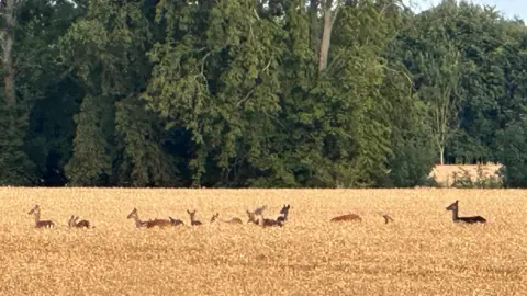 tornadoman A herd of deer move through a wheat field with a backdrop of tall green trees behind