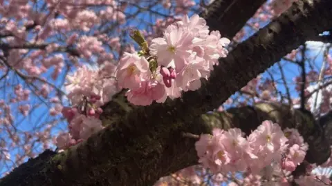 @BiteYourBrum A close-up showing pink blossom flowers on the branch of a tree