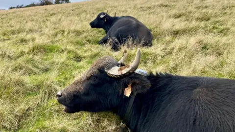 Two water buffalo sitting down in a field. They both have sets of large horns and tags in their ears.