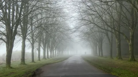 KIM BENNETT Trees on either side of a track road. The trees are bare. There are patches of green on either side of the road. The road is dark in colour. Thick mist can be seen around the image.