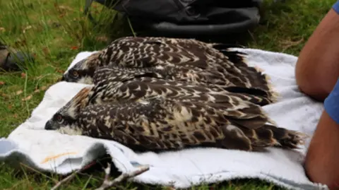Two birds lie on a white towel. The ospreys are a mix of shades of brown in colour, and are lying prone. There is a man kneeling down next to them nearby.