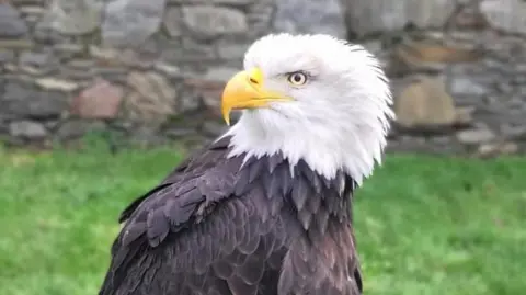 Clear Skies Falconry Shows a bald eagle with white feathered head, dark feathers in its body and a yellow beak, in front of a wall and grass.