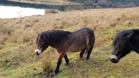 Juliet Rogers Two Exmoor ponies are walking along a hillside with a reservoir at the bottom of the slope. Tough grass can be seen on the hillside for them to graze on.
