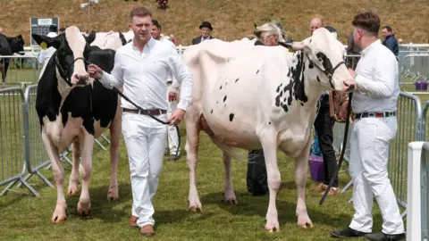 PA Media Two men wearing white shirts and trousers lead two black and white cows into the showground at the Royal Cornwall Show.
